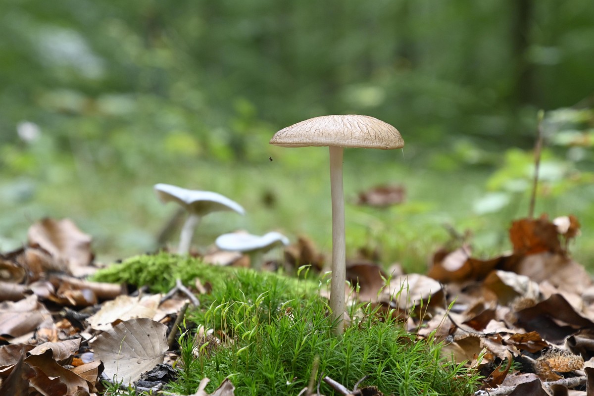 Yalangoch mushuk rotaru Yalangoch mushuk rotaru